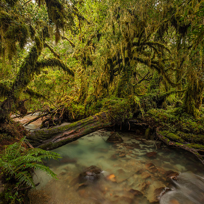 Andel Paulmann - Bosque Encantado