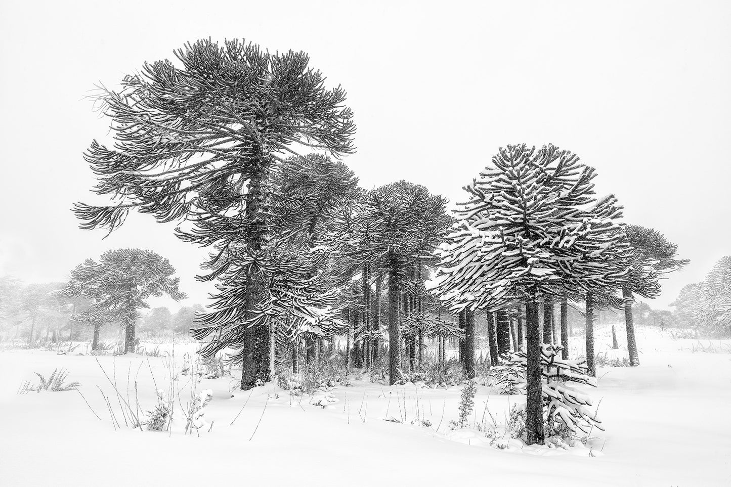 Estandartes del viento y la nieve - Foto de Andel Paulmann M.