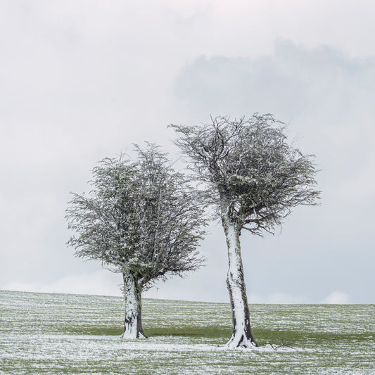 Árboles en la nieve III, Aysén - Foto de Isabel McKay