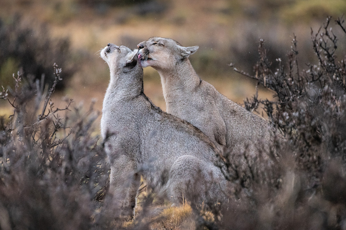 Brother pumas - Foto de Timothy Dhalleine