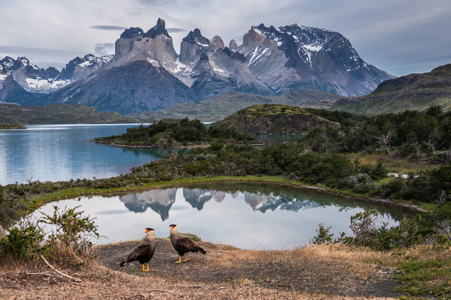Caracaras - Foto deTimothy Dhalleine