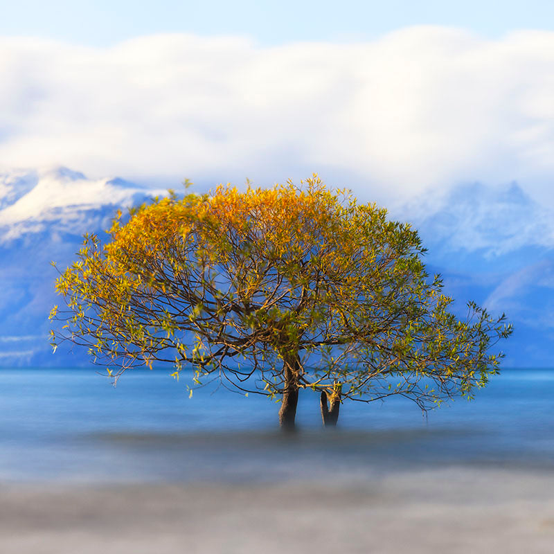 Francisco Negroni - Cheleko Tree