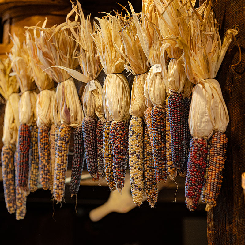JE Barros - Corns
