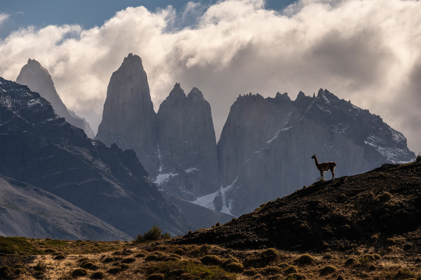 Guanaco sentinela - Foto de Timothy Dhalleine