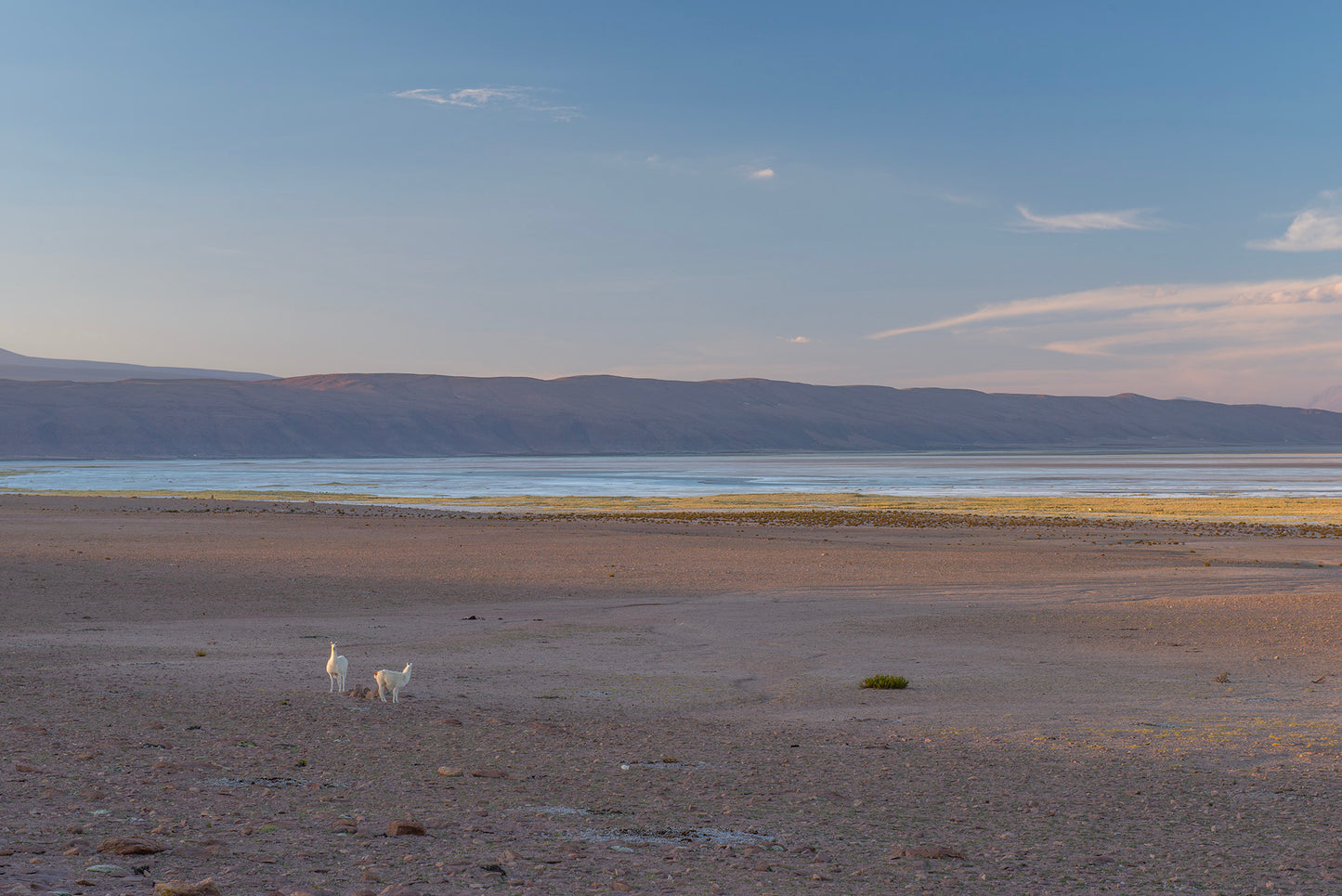 Salar de Huasco 3 - Foto de Guy Wenborne H.