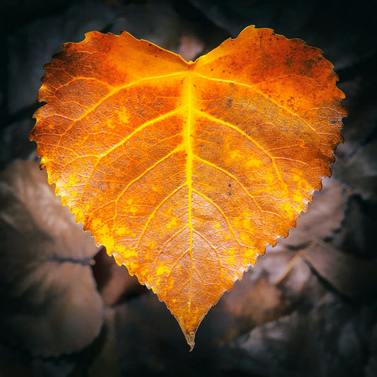 Francisco Negroni - Otoño Enamorado