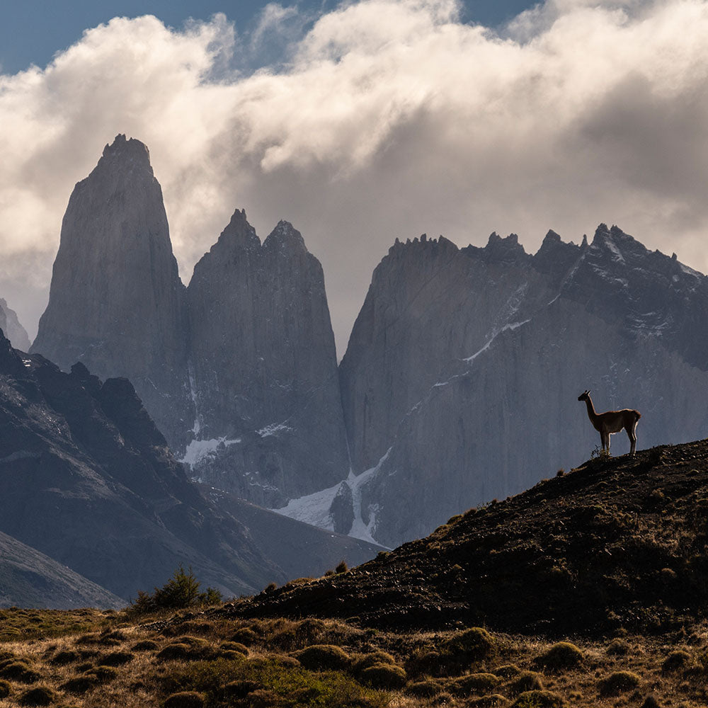 Timothy Dhalleine - Guanaco Centinela