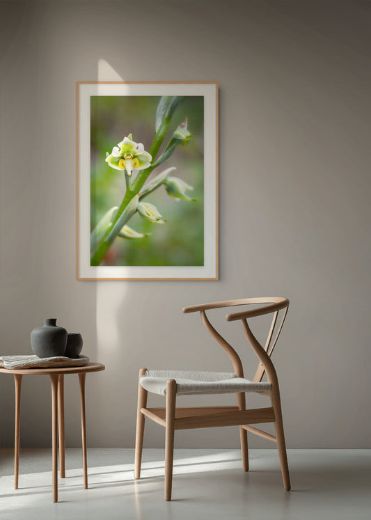 Orquídea Nativa - Foto de Andel Paulmann M.