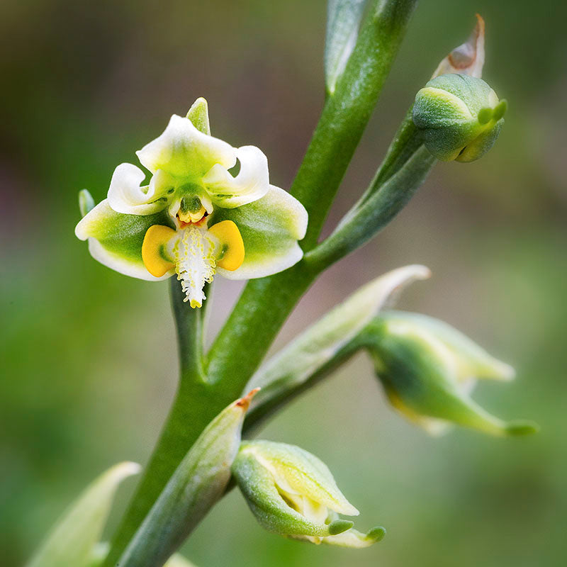 Andel Paulmann - Orquídea Nativa