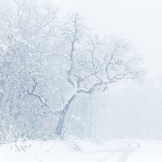 Andel Paulmann - Tormenta de Nieve
