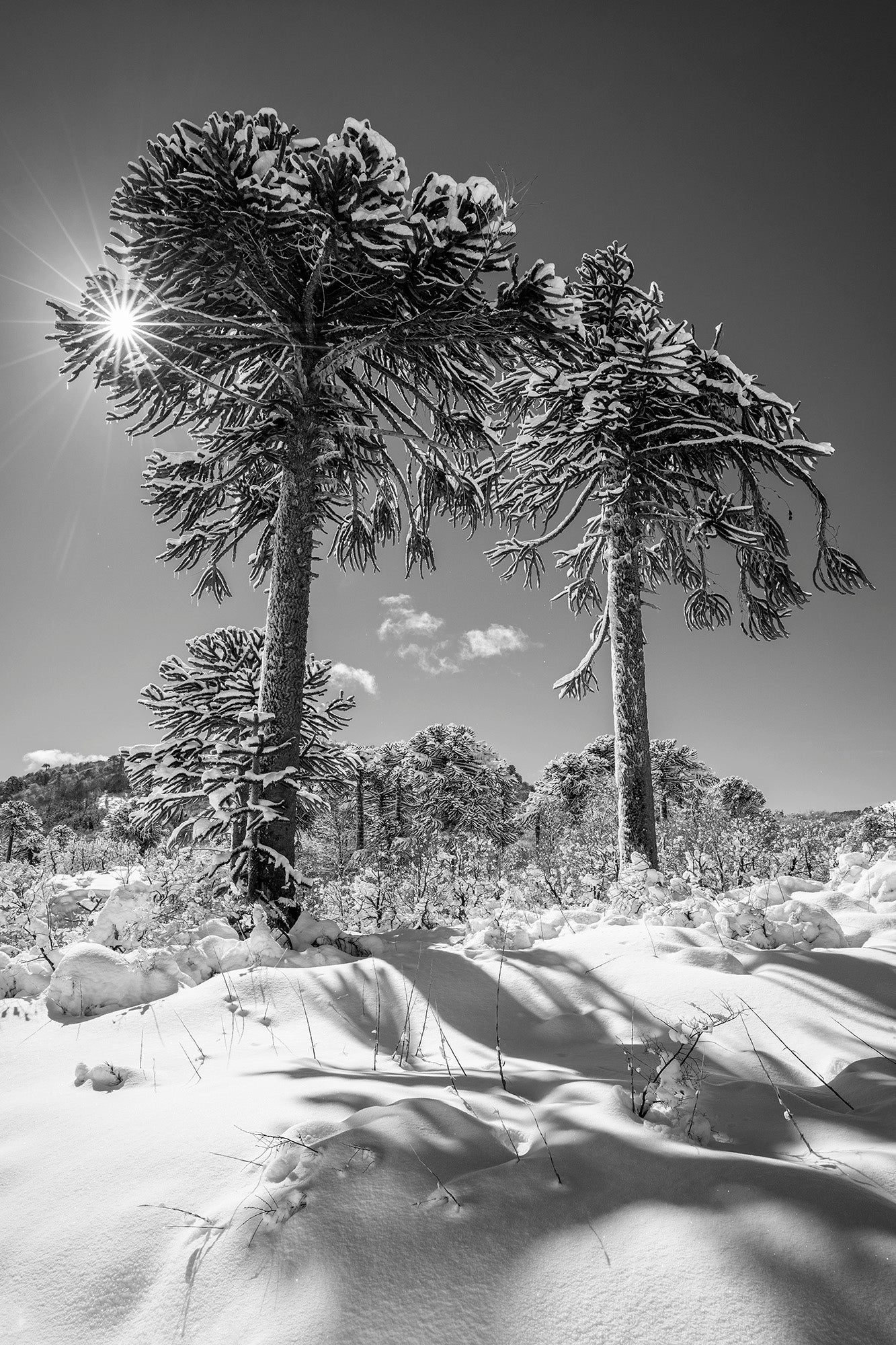 Araucarias camino a Quinquén Foto de Andel Paulmann M.