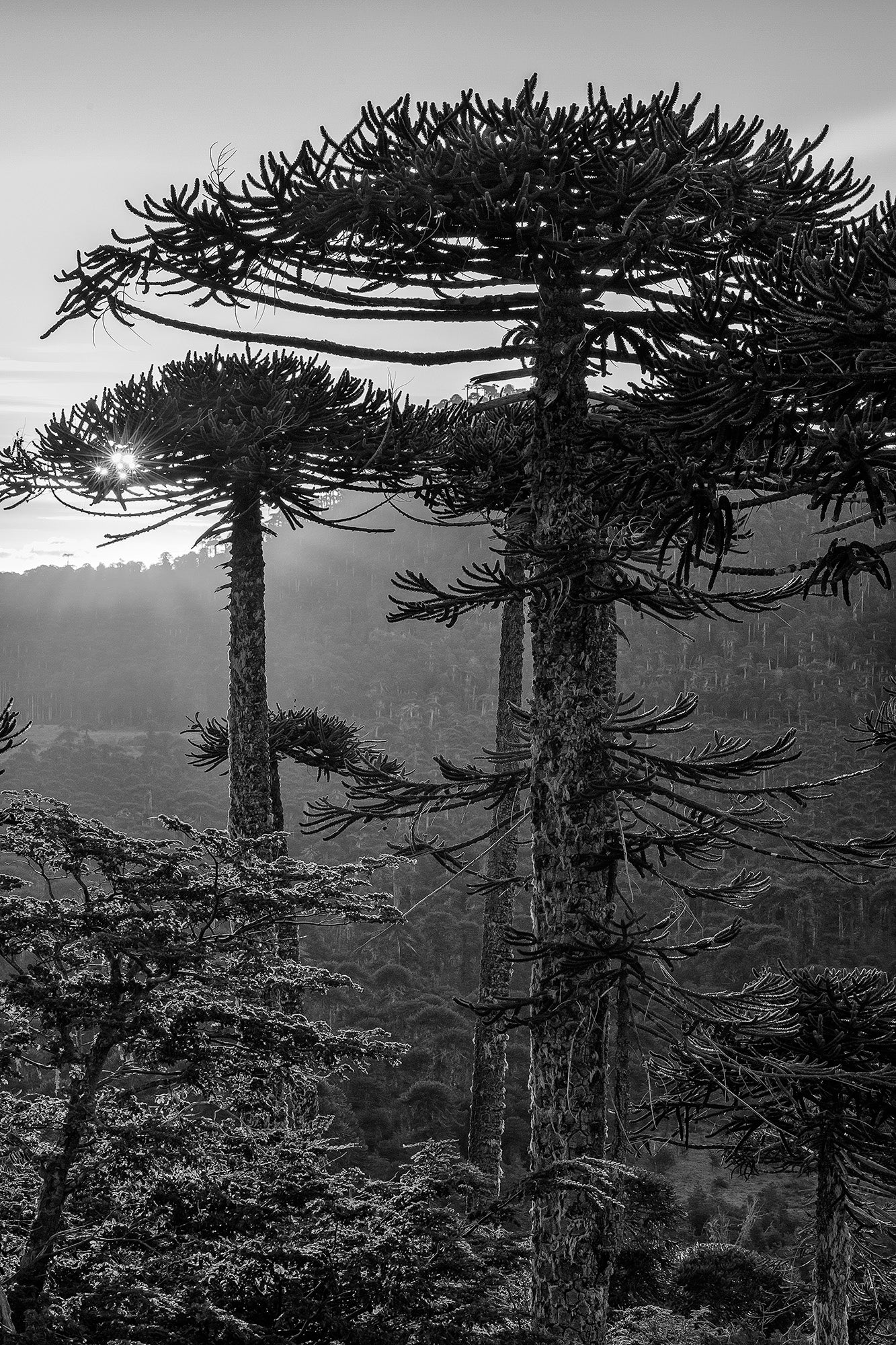 Araucarias de Nahuelbuta al atardecer - Foto de Andel Paulmann M.