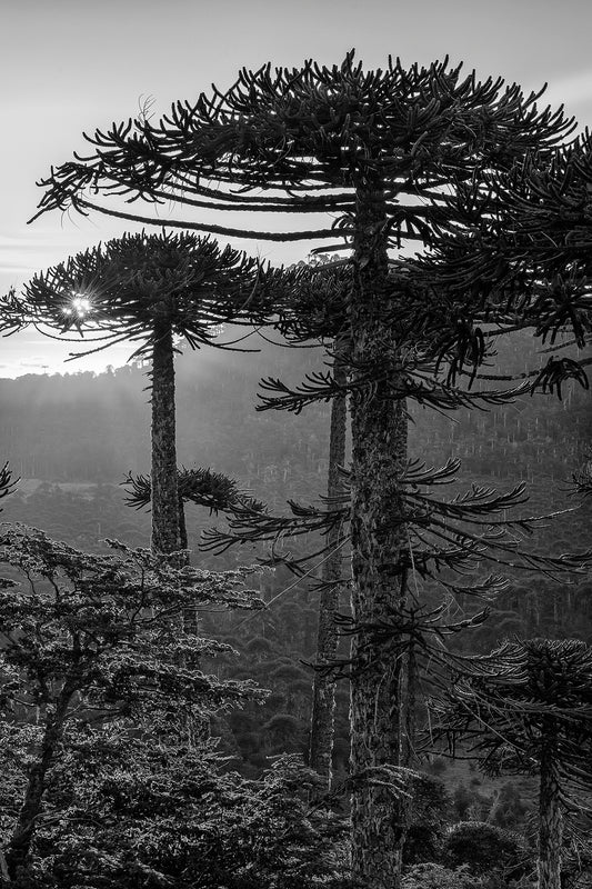 Araucarias de Nahuelbuta al atardecer - Foto de Andel Paulmann M.