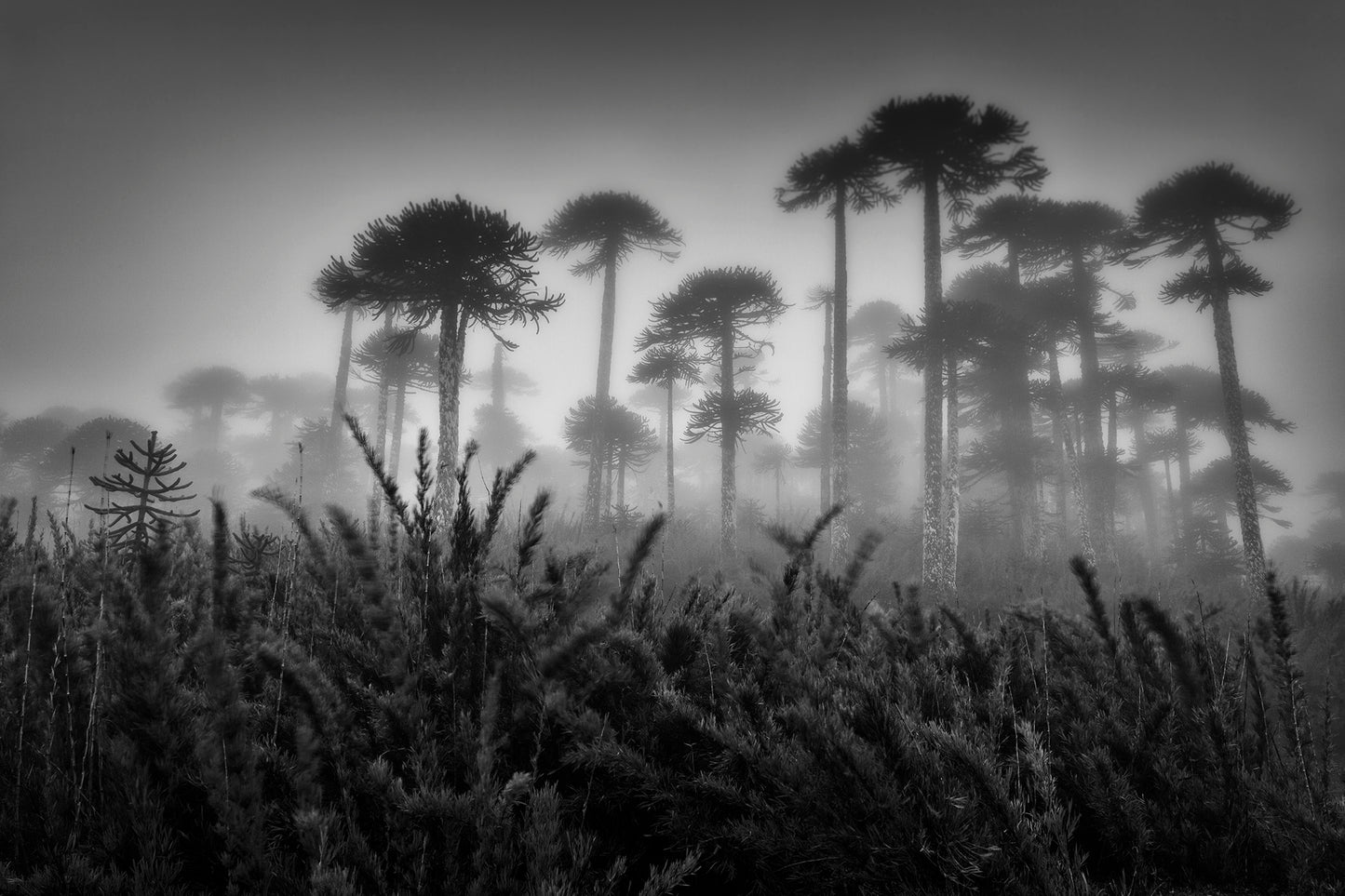 Araucarias en la niebla - Foto de Andel Paulmann M.