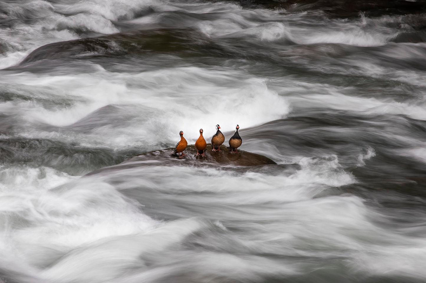 Cortacorrientes del río Cautín - Foto de Andel Paulmann M.
