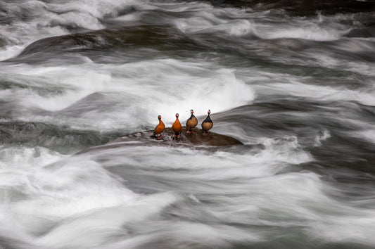 Cortacorrientes del río Cautín - Foto de Andel Paulmann M.