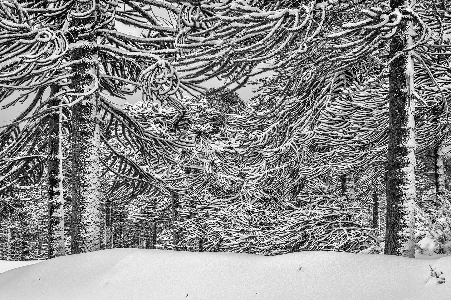 Filigrana de Araucaria Andina - Foto de Andel Paulmann M.