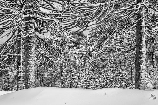 Filigrana de Araucaria Andina - Foto de Andel Paulmann M.