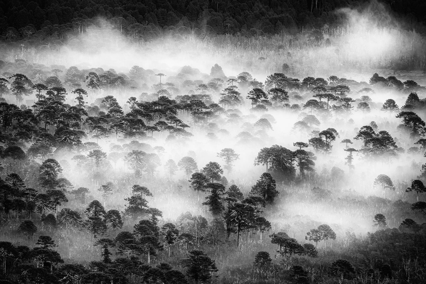 Niebla de Conguillío - Foto de Andel Paulmann M.