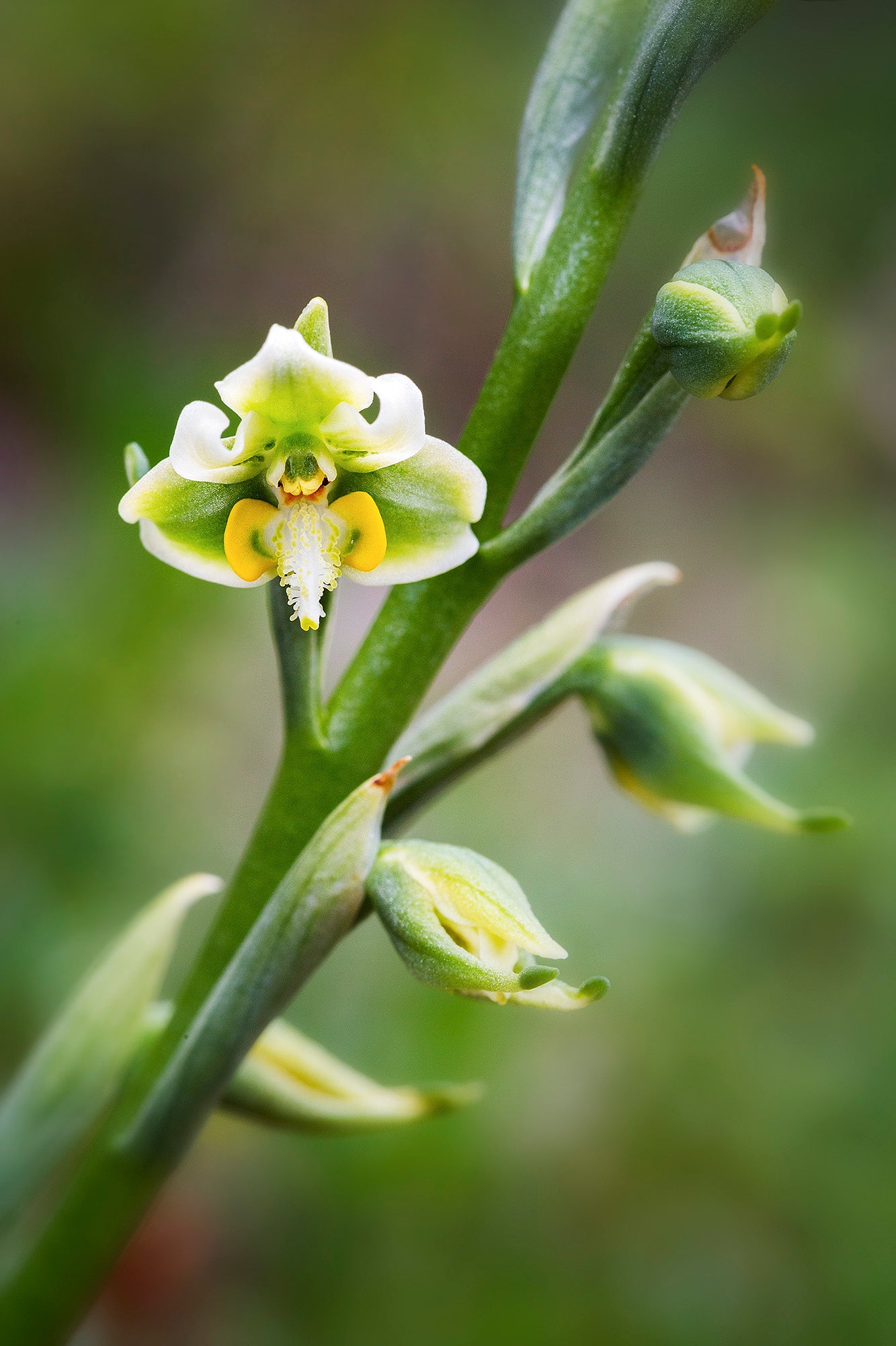 Orquídea nativa - Foto de Andel Paulmann M.