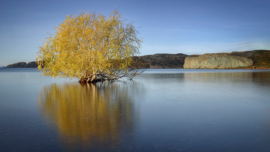Árbol del lago Bahía Jara, Aysén - Foto de Isabel McKay