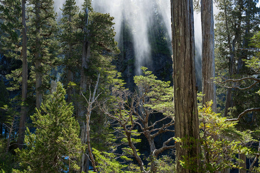 Alerces Parque Nacional Hornopiren - Foto de Guy Wenborne H.