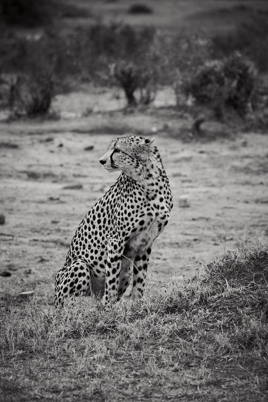 Cheetah - Foto de Tomás Krumm