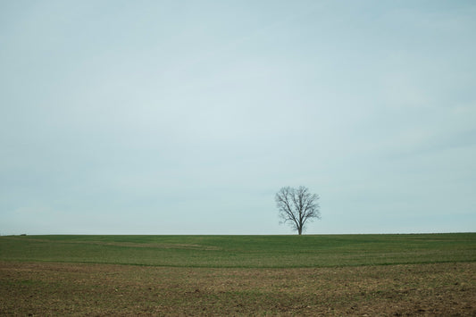 Horizonte y Árbol - Foto de Pablo Wilson L.