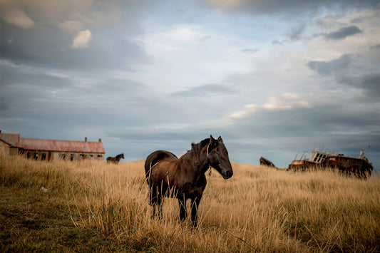 Estancia San Gregorio - Foto de Tomás Munita