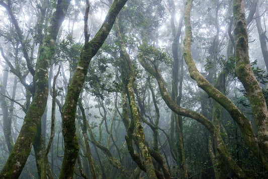 Bosque, Parque Nacional Fray Jorge - Foto de Guy Wenborne H.