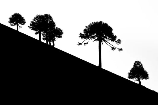 Araucarias - Foto de Francisco Negroni