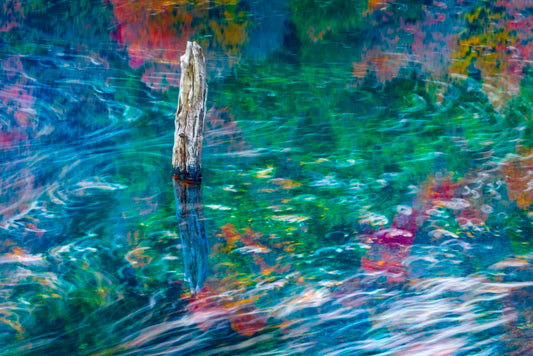 Arte Natural - Foto de Francisco Negroni