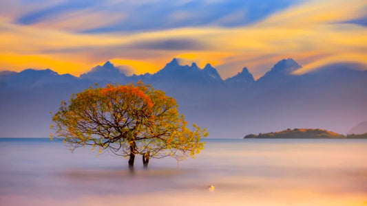 Chelenko Tree - Foto de Francisco Negroni