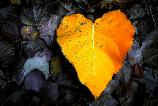 Corazón de Otoño - Foto de Francisco Negroni