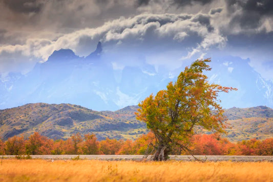 El Viento Patagónico - Foto de Francisco Negroni