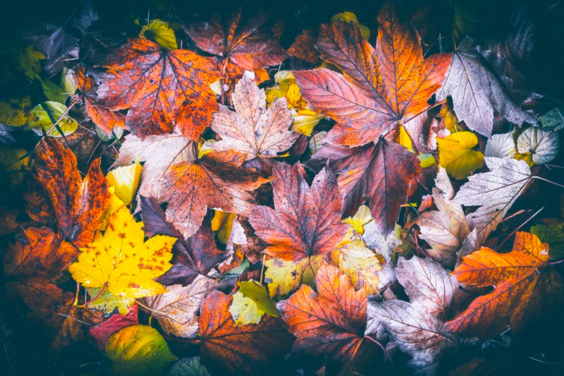 Hojas de Otoño - Foto de Francisco Negroni