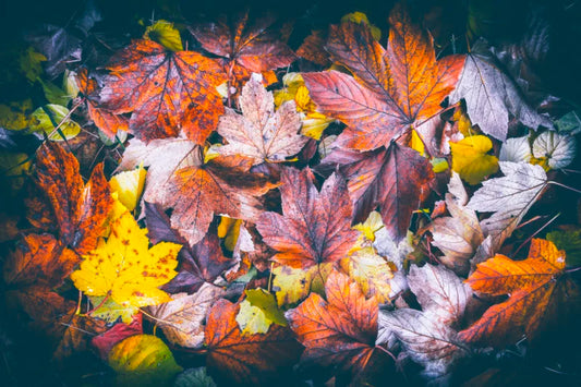 Hojas de Otoño - Foto de Francisco Negroni