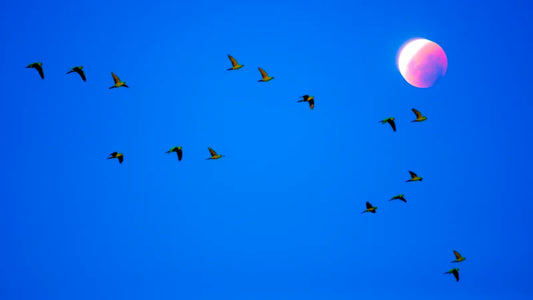 Superposición Fotográfica, Loros y Eclipse - Foto de Francisco Negroni