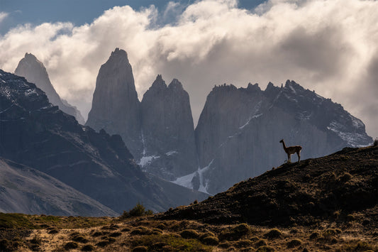 Guanaco sentinela - Foto de Timothy Dhalleine