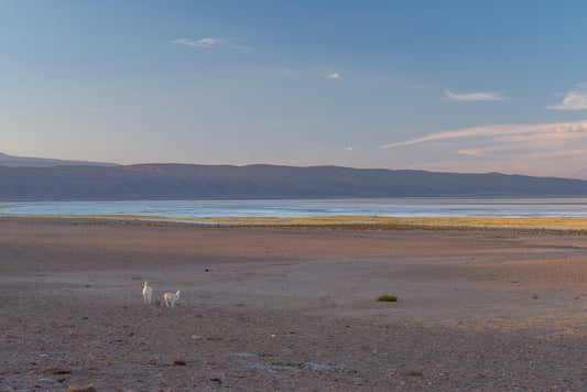 Salar de Huasco 3 - Foto de Guy Wenborne H.