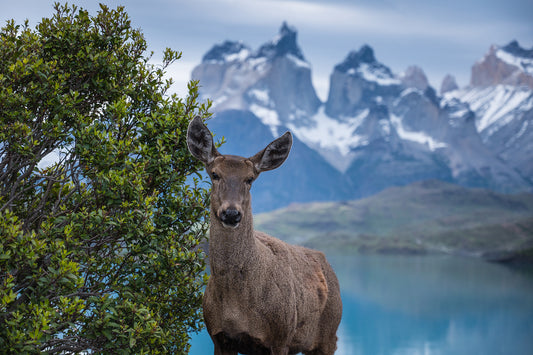 Land of the huemul - Foto de Timothy Dhalleine