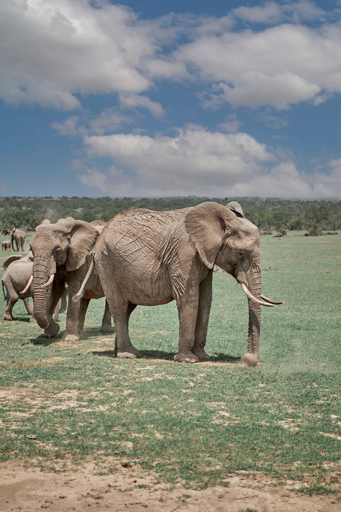 Ol Pejeta - Foto de Tomás Krumm