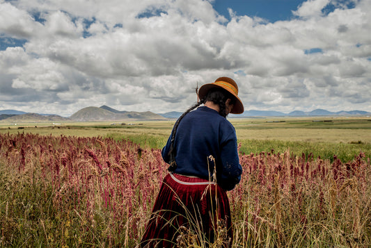 Quinoa - Foto de Tomás Munita