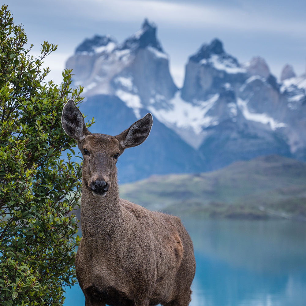 Timothy Dhalleine - Land of the Huemul