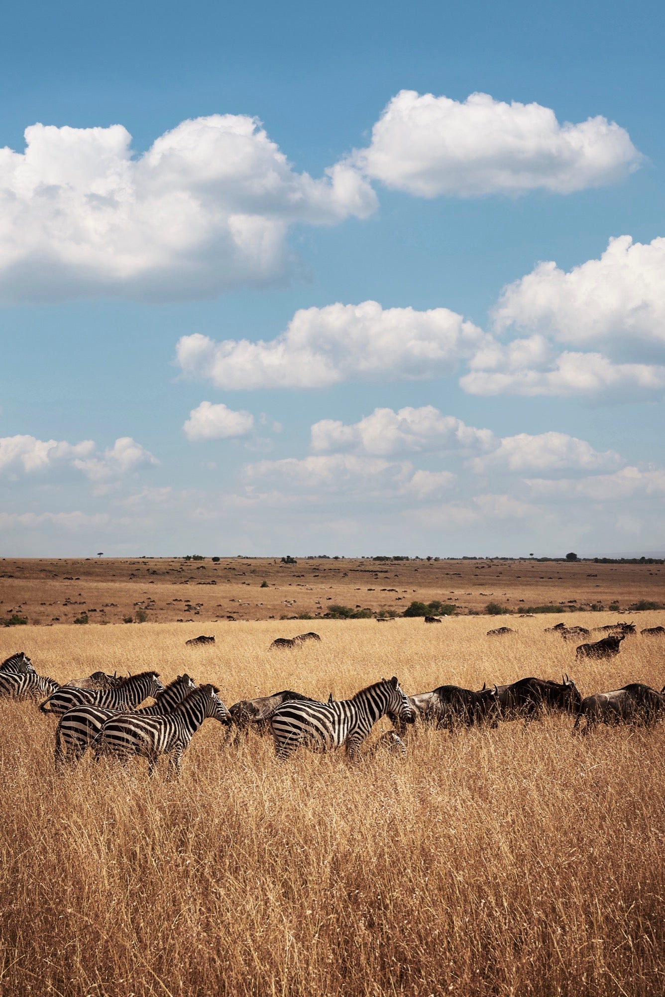 Zebras Mara - Foto de Tomás Krumm