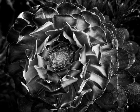 Planta ancestral - Foto de Cote Baeza