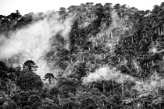 Araucarias en Conguillio - Foto de Cote Baeza