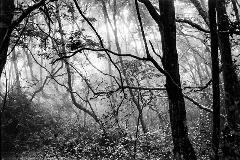 Bosque en Fray Jorge - Foto de Cote Baeza